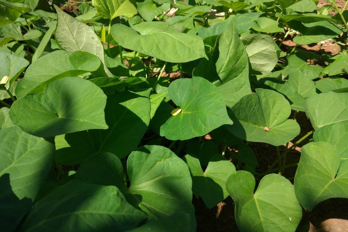 Cooking with Sweet Potato Leaves The Seed Collection